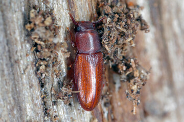 Depressed Beetle - Palorus sp. found under the bark of dead, decaying wood. Species of beetle in...