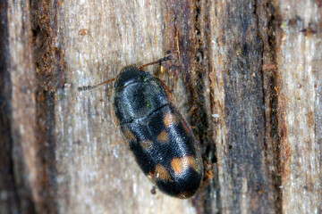 Litargus connexus on wood, extreme close-up with high magnification.