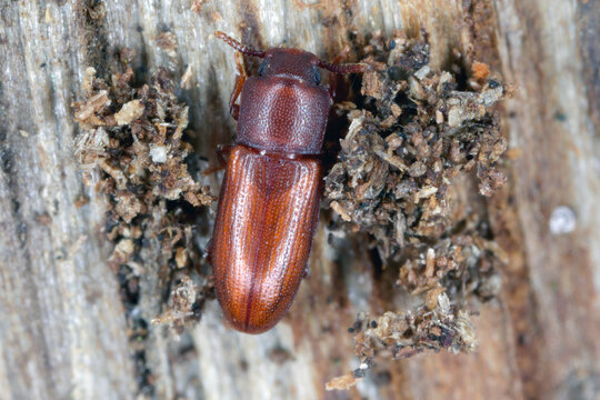 Depressed Beetle - Palorus sp. found under the bark of dead, decaying wood. Species of beetle in the family Tenebrionidae, the darkling beetles.