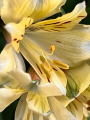 yellow lily flower