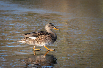 An adult female gadwall (Anas strepera) walks on the ice of a frozen lake