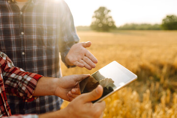 Two farmers standing in golden wheat field using touch pad for check wheat quality. Smart farm....