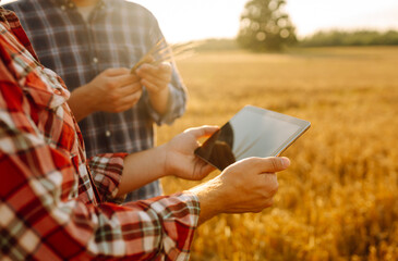 Two farmers standing in golden wheat field using touch pad for check wheat quality. Smart farm....