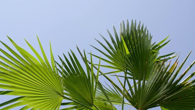 Palm trees bottom view on blue sky background. Tropical palm leaf trees at sunlight. Beach on the tropical island. Slow motion. Looking Up. Advertising, background picture. High quality 4k footage