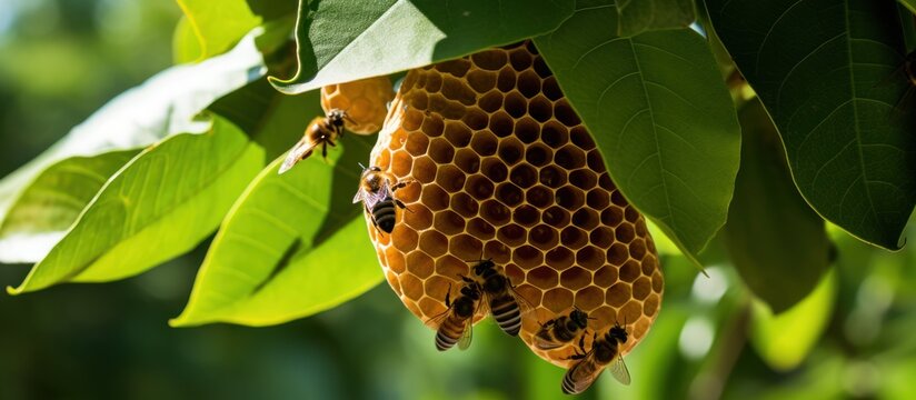 picture of a hive with wild bees and honey.