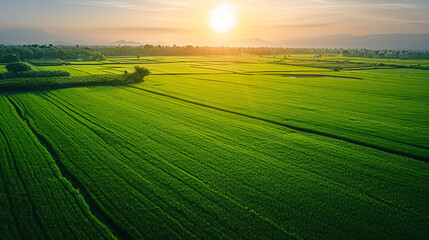 Beautiful sunrise into the large green paddy files harvest