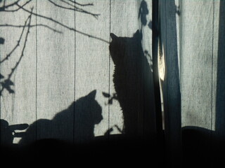 Shadows of cats on the curtain