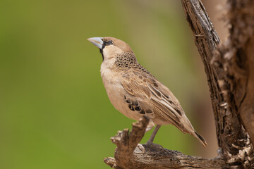 Sociable weaver - Philetairus socius perched on green background. Photo from Kgalagadi Transfrontier Park in South Africa.