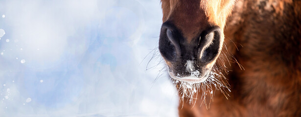 horse detail banner, nostrils, winter, cold. Bright snowy background