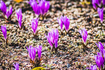 violet flower on the ground in winter sunshine
