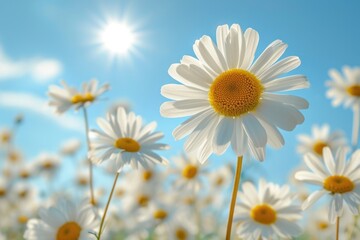 Floral radiance: A single daisy stands out in a field of wildflowers, illuminated by the sun's gentle touch.