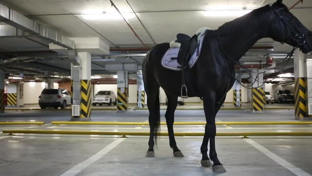 Brown horse in the saddle is in the underground parking