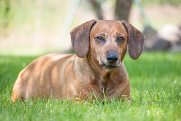 cute brown dachshund puppy in the nature enjoying the good weather