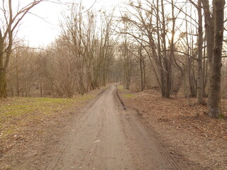 Road in the park