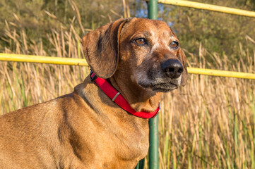 cute brown dachshund puppy in the nature enjoying the good weather