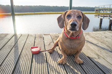 cute brown dachshund puppy in the nature enjoying the good weather