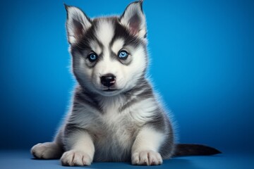 cute husky puppy on a blue background. dog, pet.