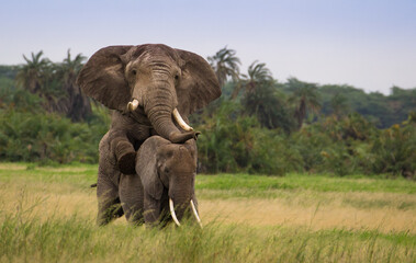 Miłośc słoni na afrykańskiej sawannie © kubikactive