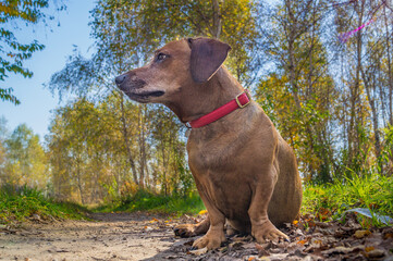 cute brown dachshund puppy in the nature enjoying the good weather