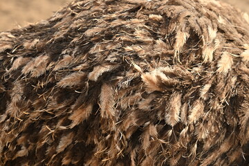 Texture of ostrich feathers as a background 