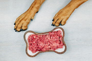 Top view of dog paws next to bowl with raw minced meat dog food