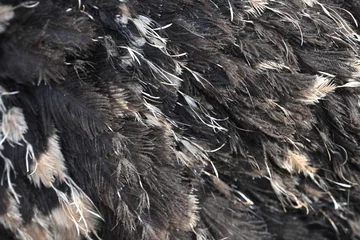Zelfklevend Fotobehang Texture of ostrich feathers as a background  © Анна Климчук