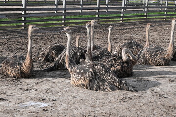 Group of ostriches resting on the ground inside a fenced farm enclosure. Ostrich heads and necks...