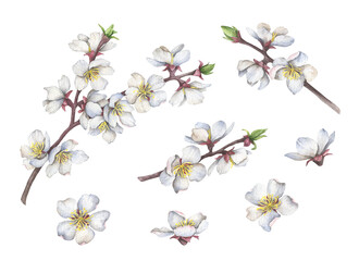 Set of watercolor blooming branches, hand painted illustration of white flowers isolated on white background.