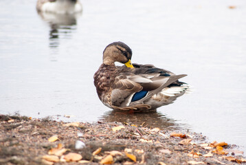 Cute city duck in the pond in HElsinki, Finland on a cold day