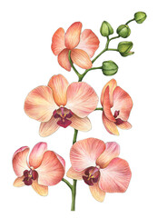 Watercolor orchid branch, hand drawn floral illustration isolated on white background. © Gannie