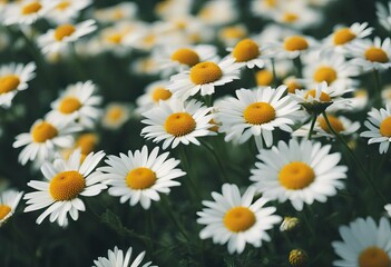 Fototapeta premium flower Daisy Many