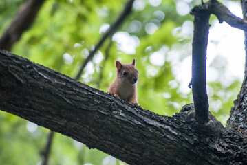 squirrel on a tree in the central park in Helsinki Finland Europe on a sunny day in summer