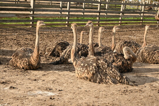 Group of ostriches resting on the ground inside a fenced farm enclosure. Ostrich heads and necks upright, warm evening light, rural farm background