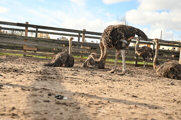 Group of ostriches resting on the ground inside a fenced farm enclosure. Ostrich heads and necks...