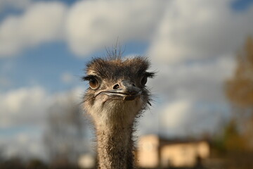 Close-Up of Ostrich Head Against the Sky – Wild Bird Portrait