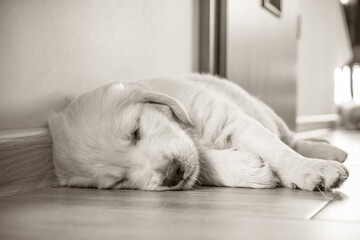newborn golden retriever puppy sleeping on the floor and playing with his brother and sister - obrazy, fototapety, plakaty
