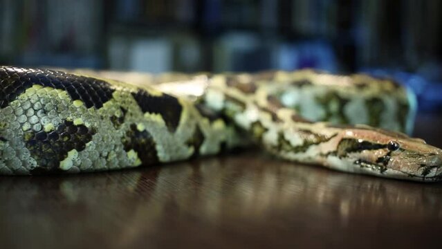 Spotty snake lying tranquilly on black wood table in room.