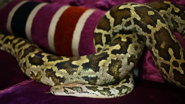 Spotty big snake crawling intertwist on claret sofa close-up.