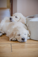 newborn golden retriever puppy sleeping on the floor and playing with his brother and sister