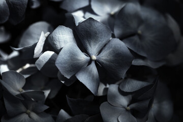 Macro soft focus Black hydrangea flower. Light and shadow nature background.