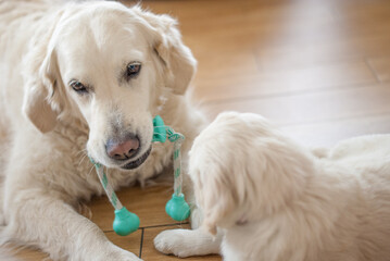 puppy golden retriever playing with his mom on the floor