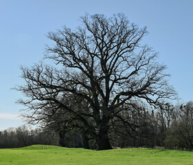 Obraz premium Beautiful view of an oak tree