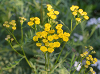 Obraz premium Tansy ordinary (Tanacetum vulgare) blooms in the wild