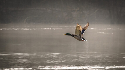 Duck in flight, over a river in the fog 