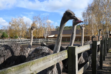 ostriches walking and living on an ostrich farm group of ostriches walking and living freely on an...