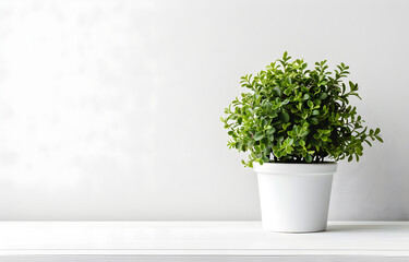 Green home plant on white pot on white wooden table over white background.