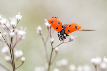 Ladybug on white small flower Gypsophila paniculata, baby's breath, common gypsophila, panicled...