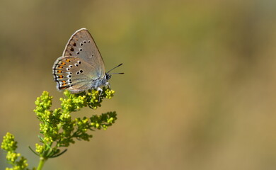 Satyrium ledereri 948