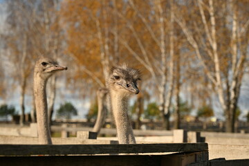 ostriches walking and living on an ostrich farm group of ostriches walking and living freely on an ostrich farm. natural outdoor environment with large flightless birds. ideal for agricultural