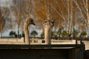 ostriches walking and living on an ostrich farm group of ostriches walking and living freely on an ostrich farm. natural outdoor environment with large flightless birds. ideal for agricultural